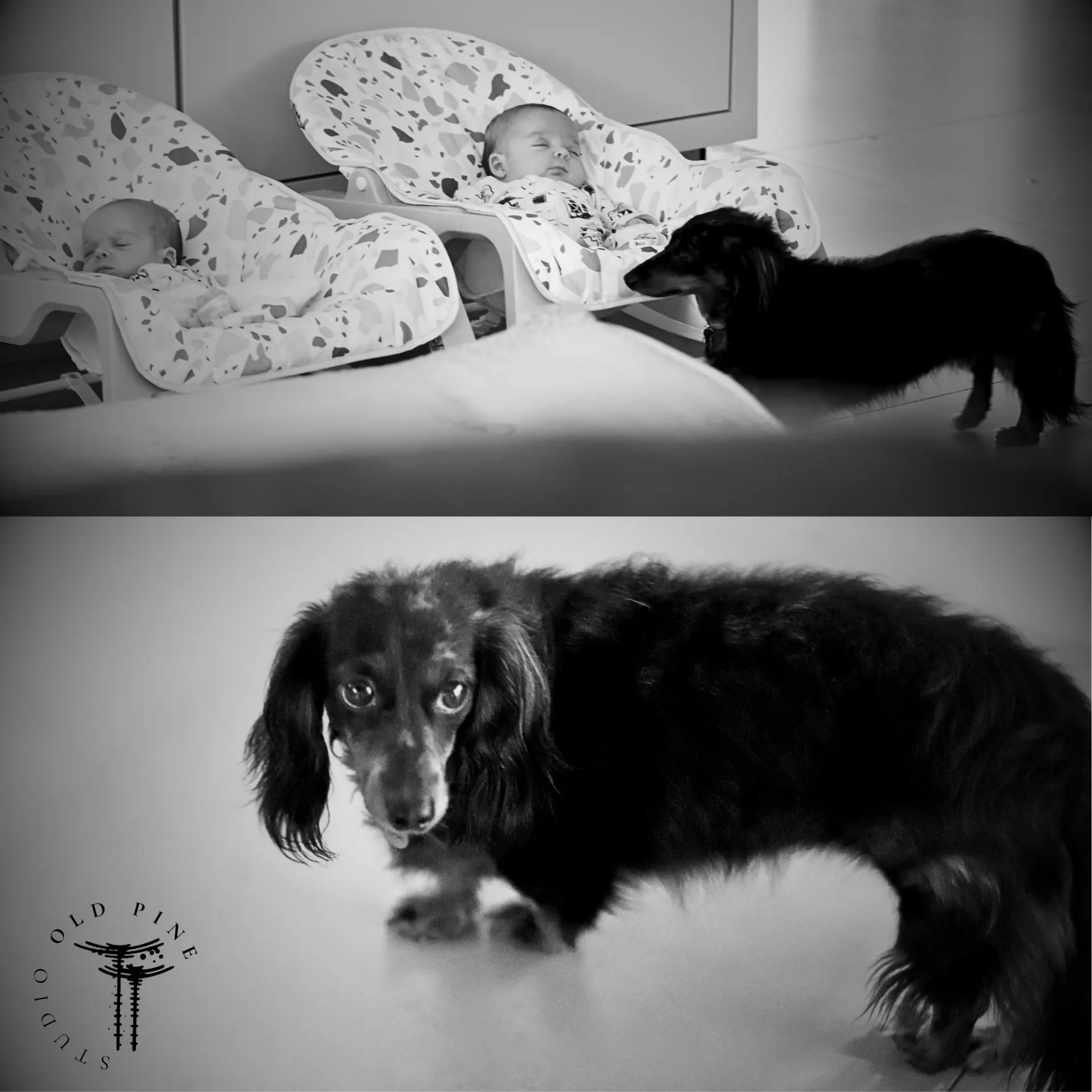 Bebês e cachorro em uma composição de fotografias de família